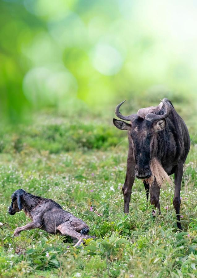 Africa Safari South Serengeti Ndutu Ngorongoro Sinoni Luaran gambar