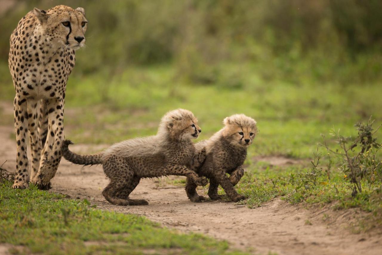 Africa Safari South Serengeti Ndutu Ngorongoro Sinoni Luaran gambar