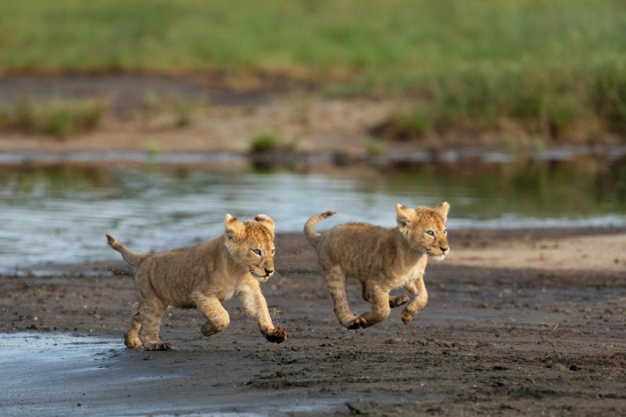 Africa Safari South Serengeti Ndutu Ngorongoro Sinoni Luaran gambar