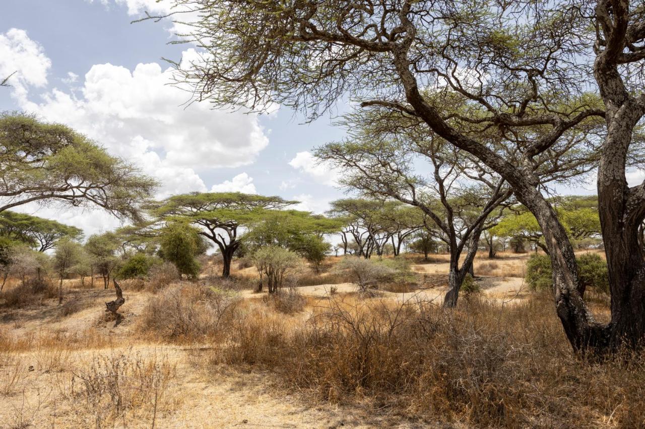 Africa Safari South Serengeti Ndutu Ngorongoro Sinoni Luaran gambar